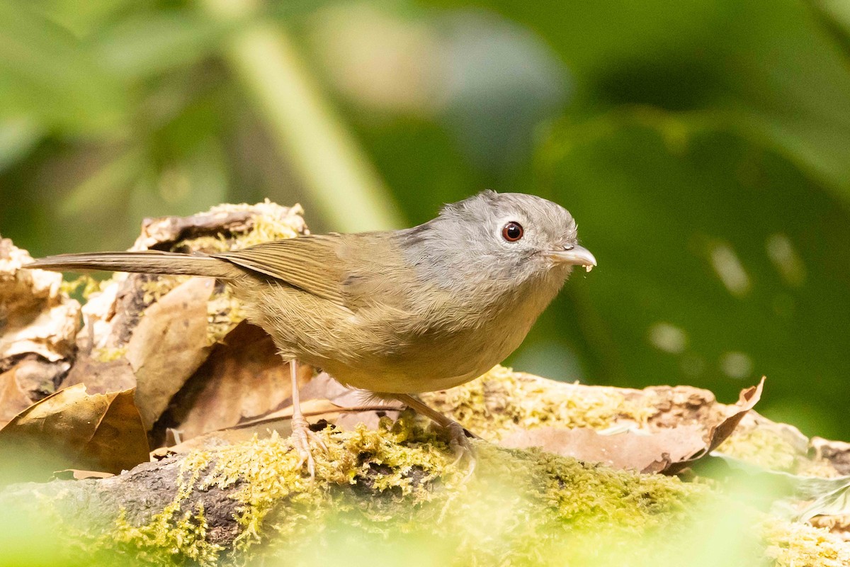 Альципа юнанська - ML650699887