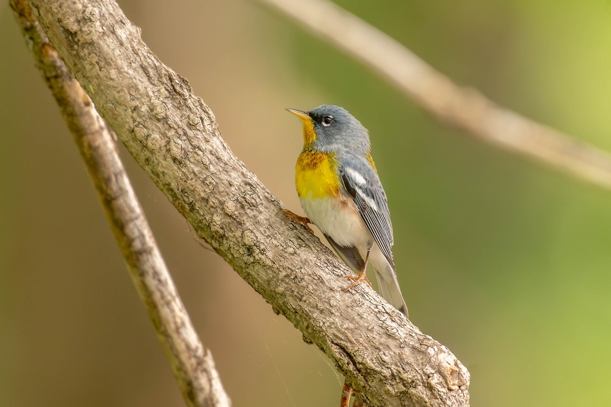 Northern Parula - ML650700117