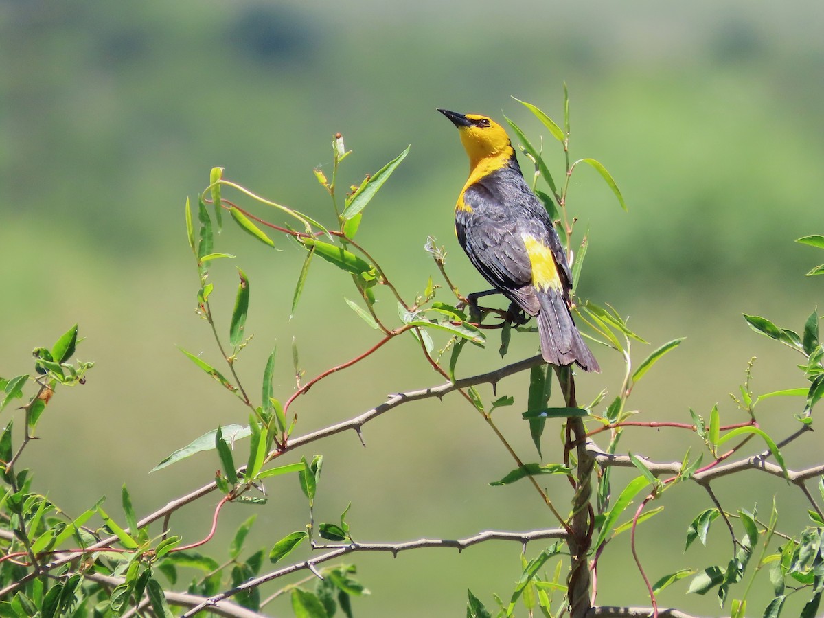 safrantrupial - ML650700562