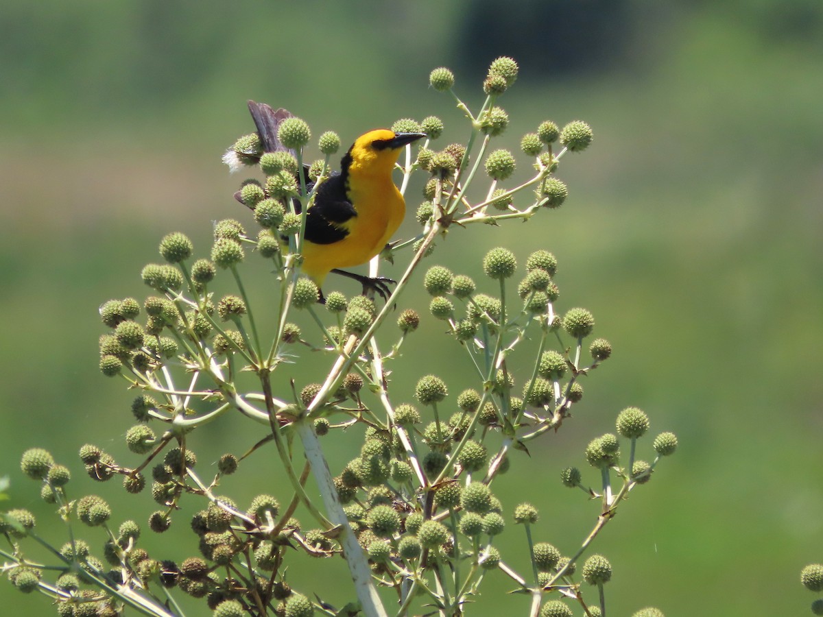 safrantrupial - ML650700563