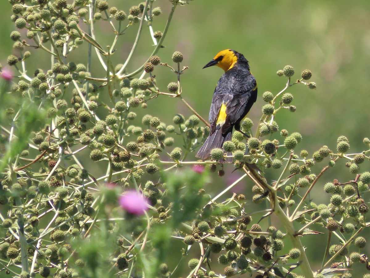 safrantrupial - ML650700564