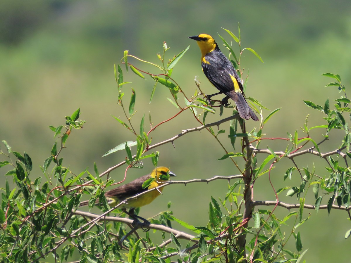 safrantrupial - ML650700565