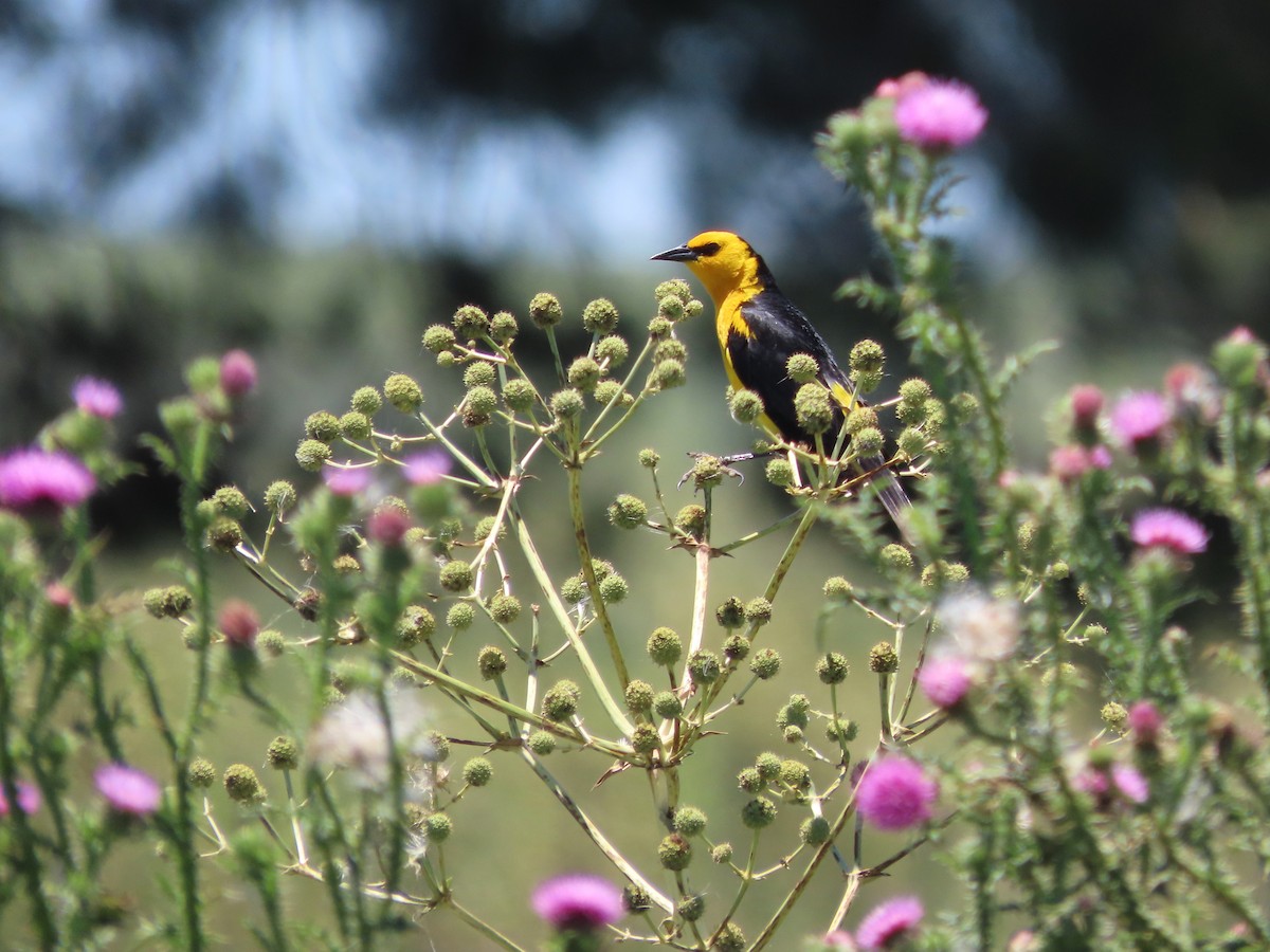 safrantrupial - ML650700571