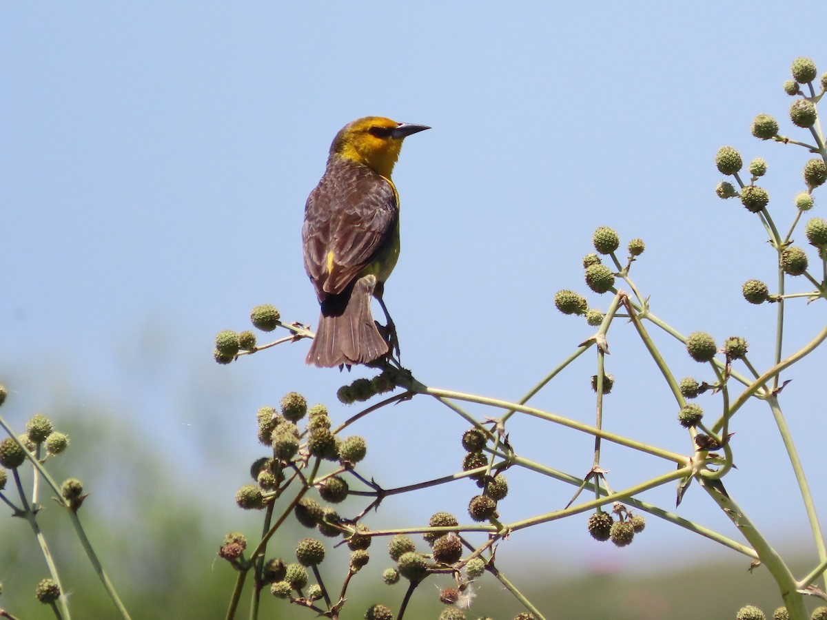 safrantrupial - ML650700572