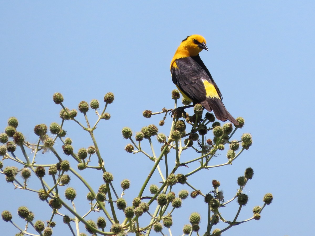 safrantrupial - ML650700573