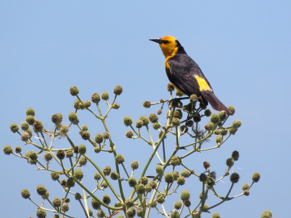 safrantrupial - ML650700574