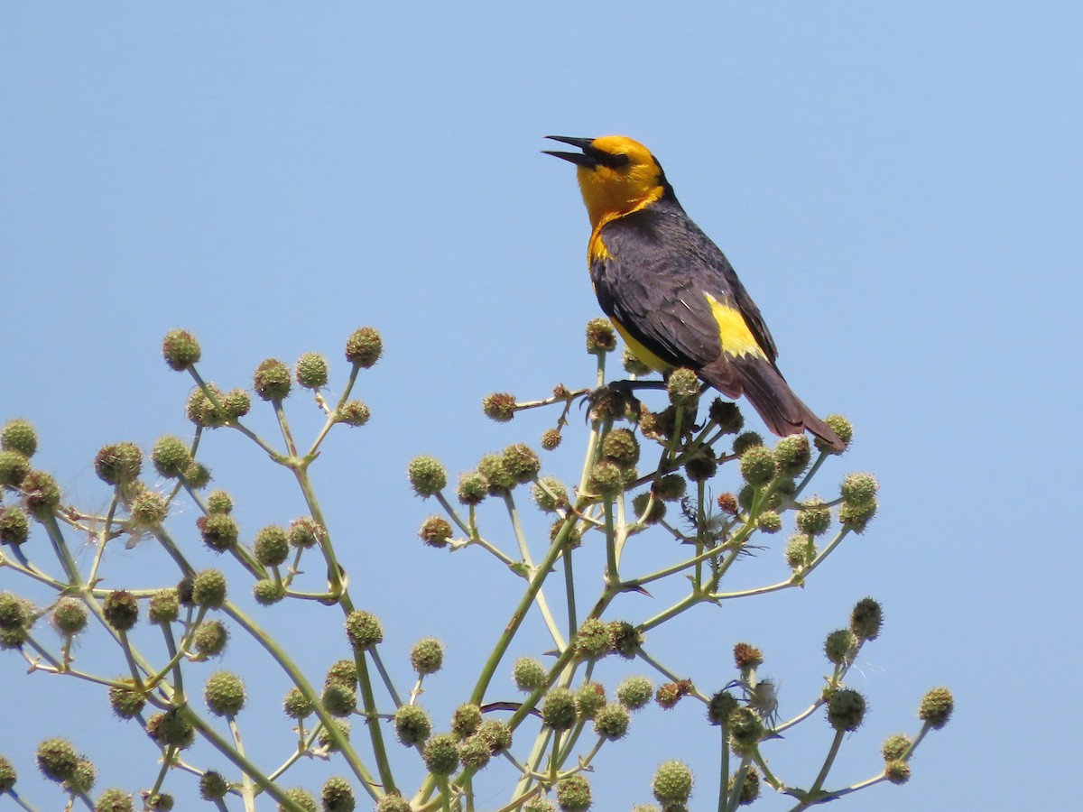 safrantrupial - ML650700575