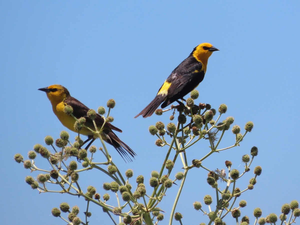 safrantrupial - ML650700588