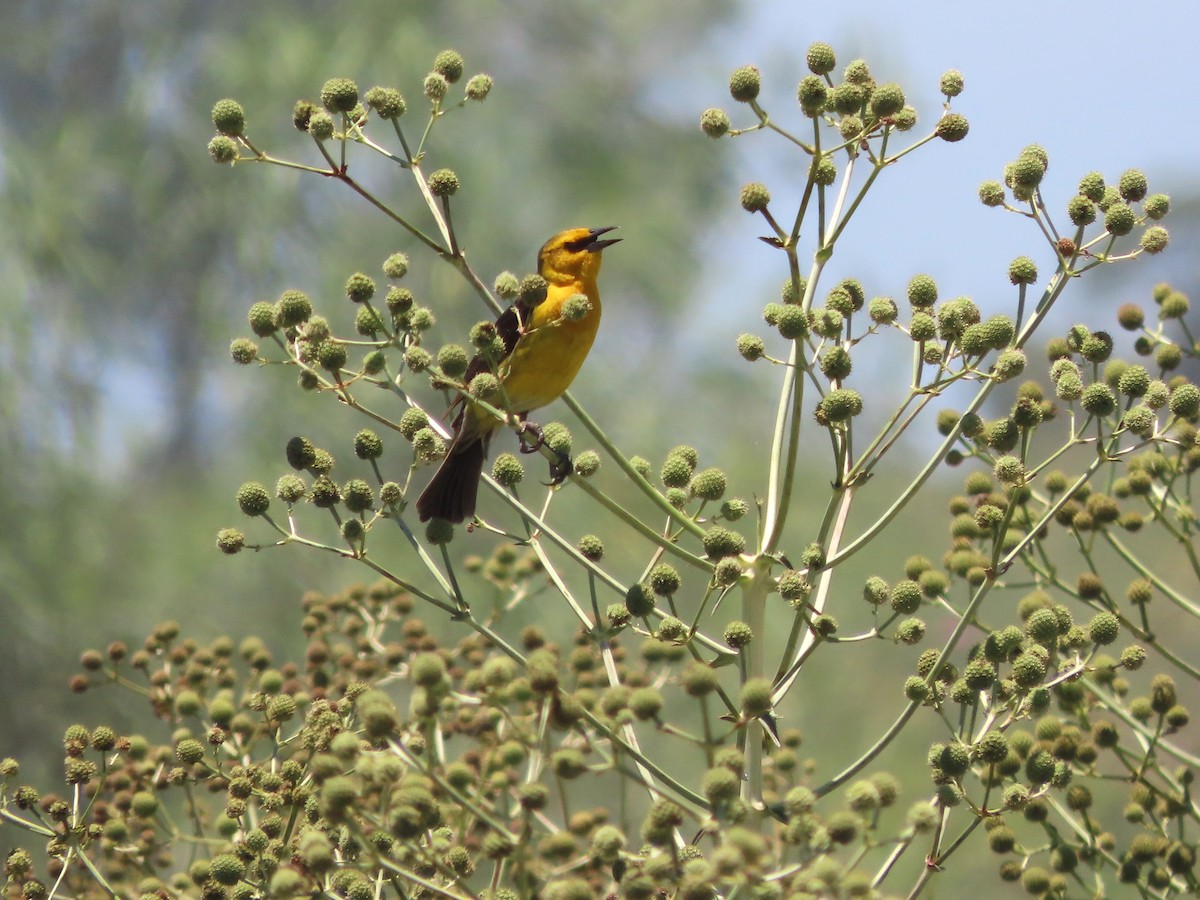 safrantrupial - ML650700592