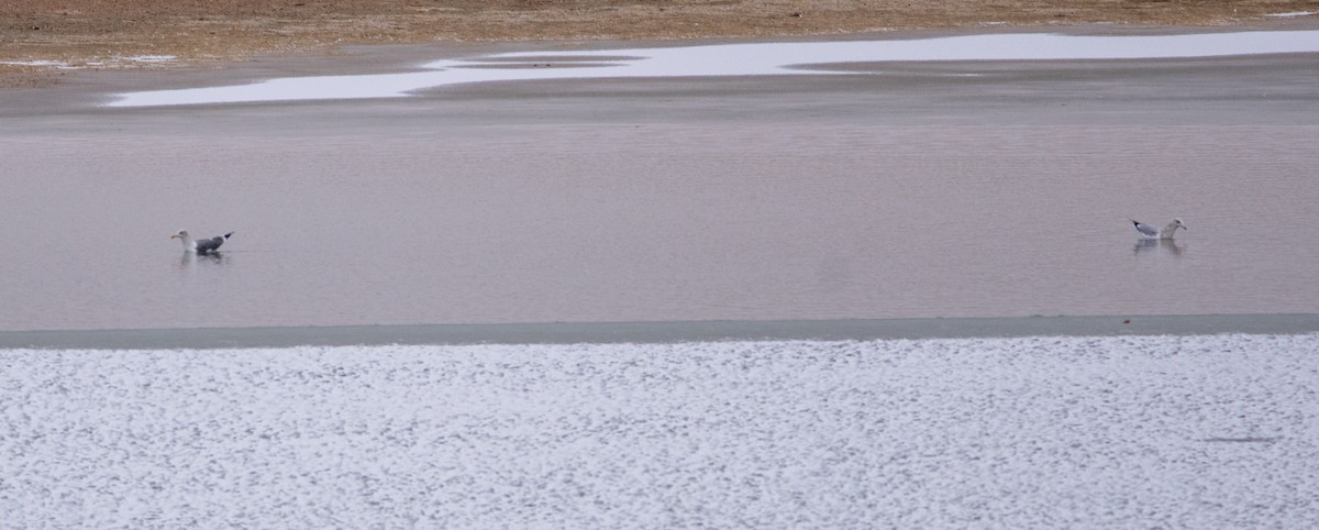 Zafferano - ML650700768