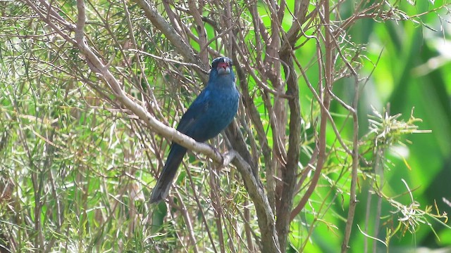 Glaucous-blue Grosbeak - ML650700816