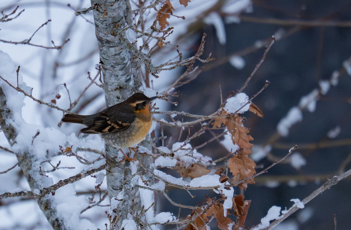 Varied Thrush - ML650700829