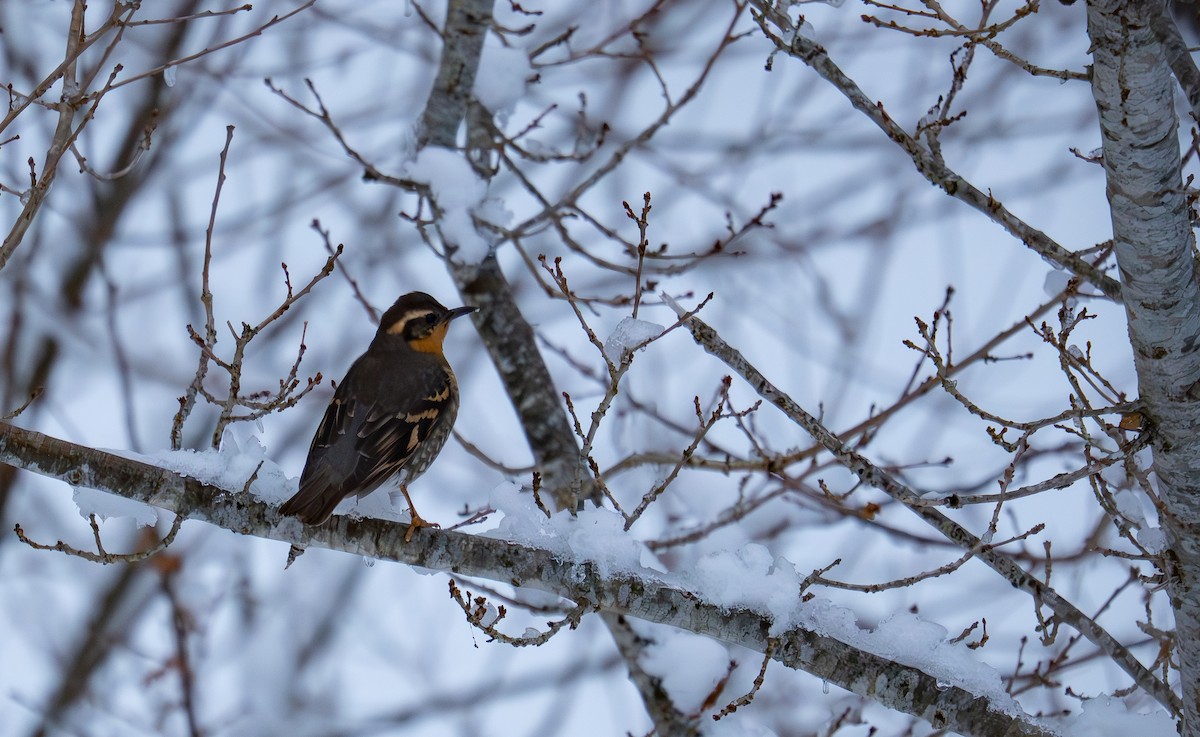 Varied Thrush - ML650700831