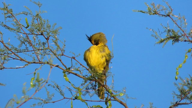 Yellow Cardinal - ML650700850