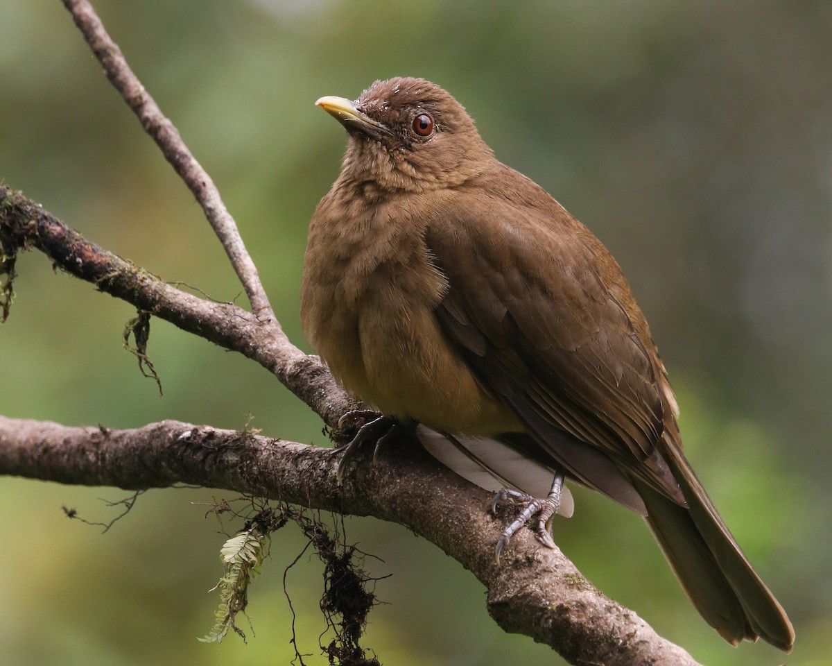 Clay-colored Thrush - ML650700963