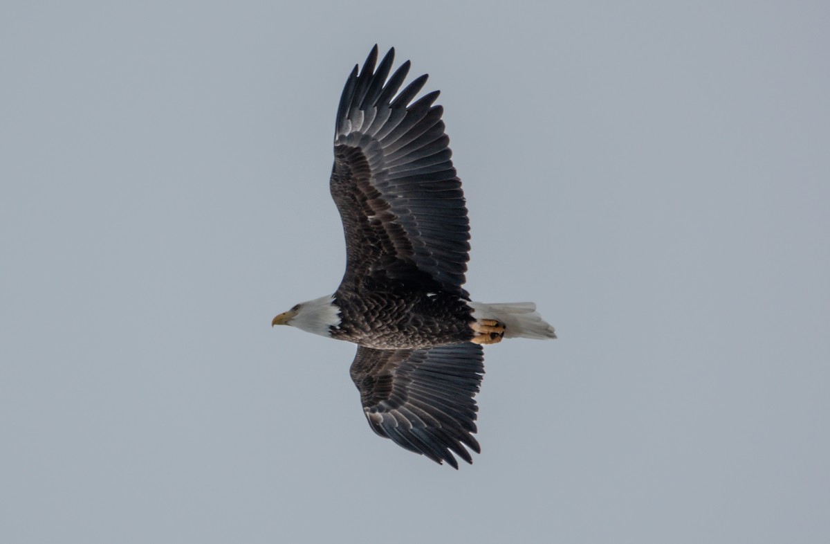 Pygargue à tête blanche - ML650701473