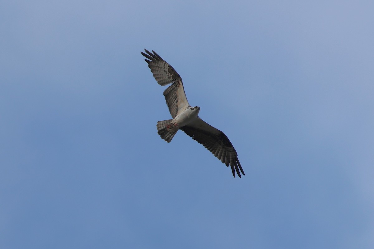 Osprey - ML650701487