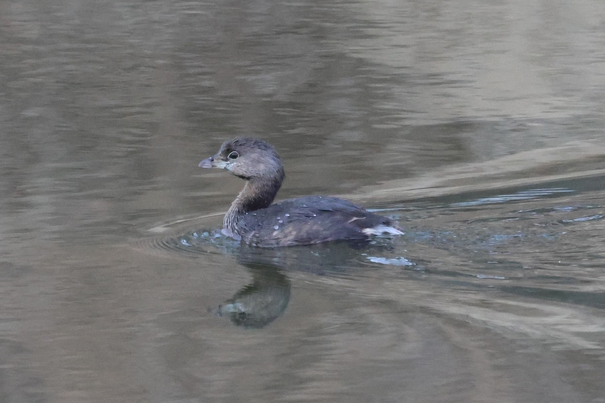 Pied-billed Grebe - ML650701492