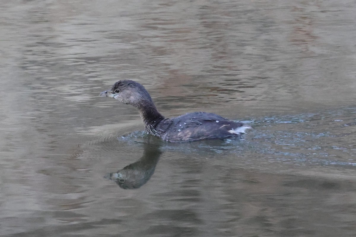 Pied-billed Grebe - ML650701495
