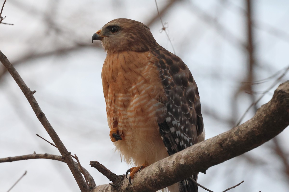 Red-shouldered Hawk - ML650701500