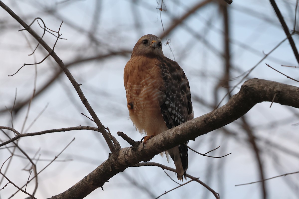 Red-shouldered Hawk - ML650701502