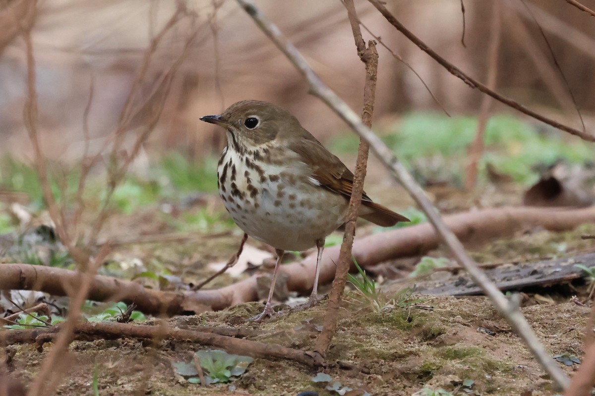 Hermit Thrush - ML650701510