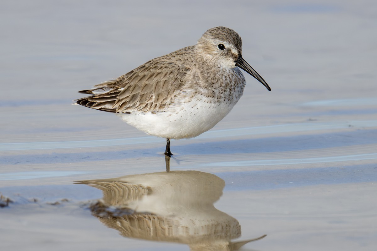 Dunlin - ML650701777