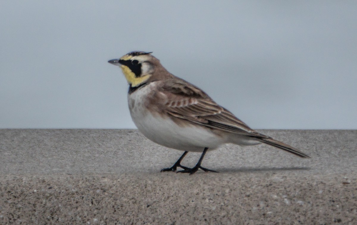 Alouette hausse-col - ML650702064