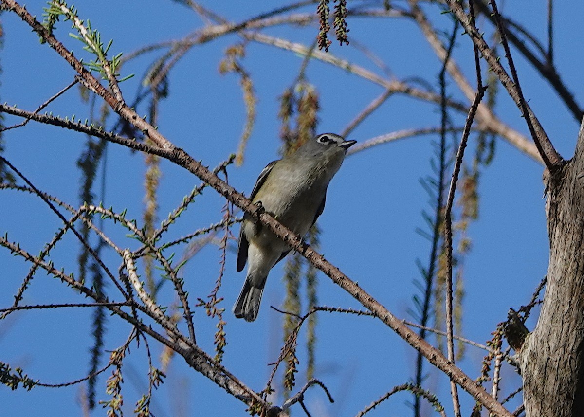 Blue-headed Vireo - ML650702072