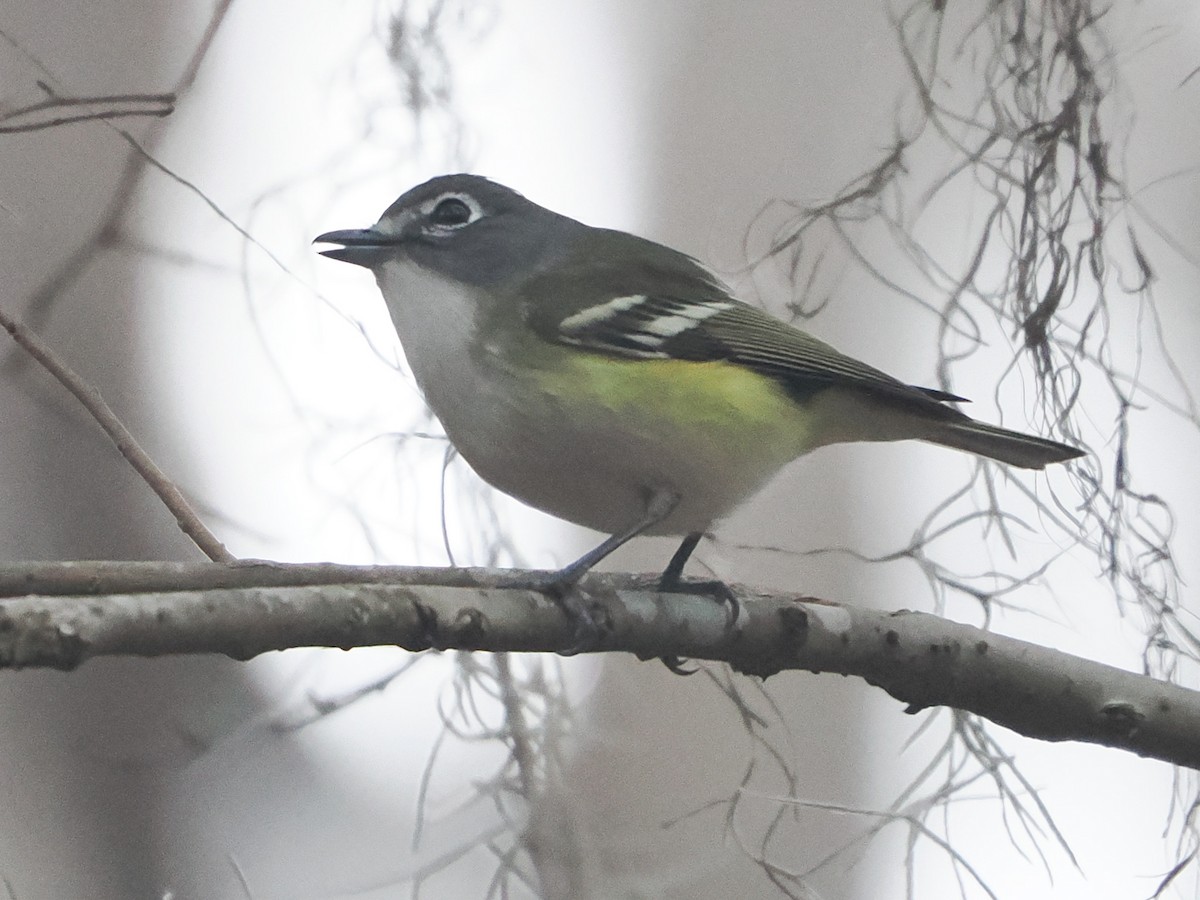 Blue-headed Vireo - ML650702077