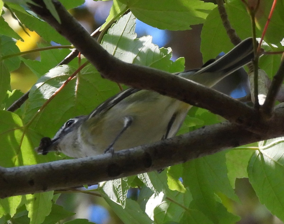 Blue-headed Vireo - ML650702108