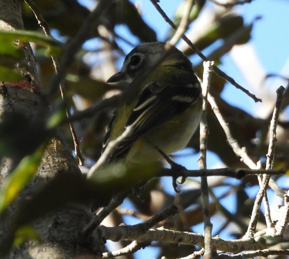 Blue-headed Vireo - ML650702109