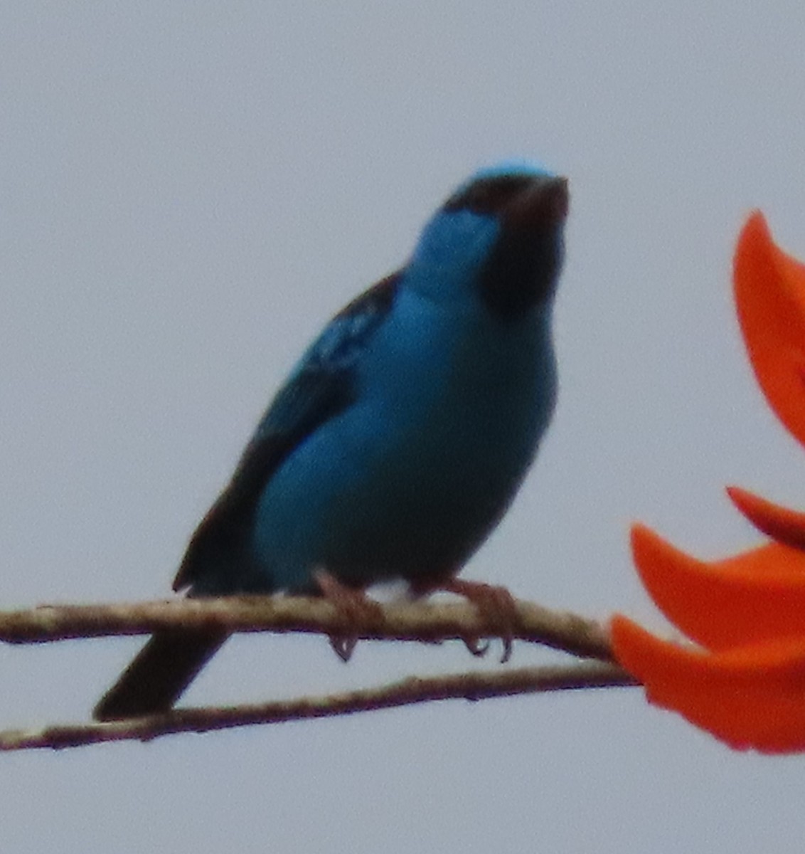 ヒワミツドリ - ML650702227