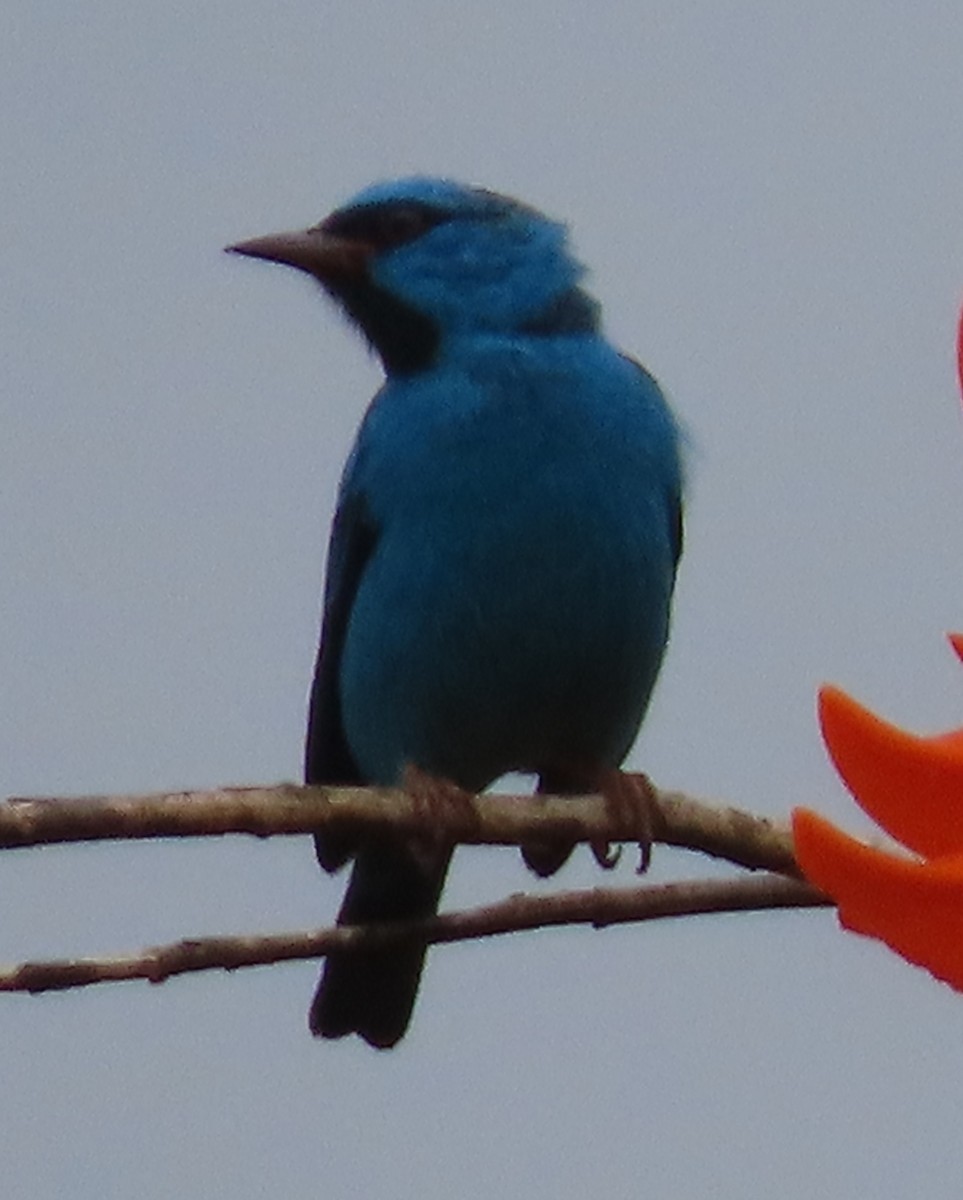 ヒワミツドリ - ML650702228