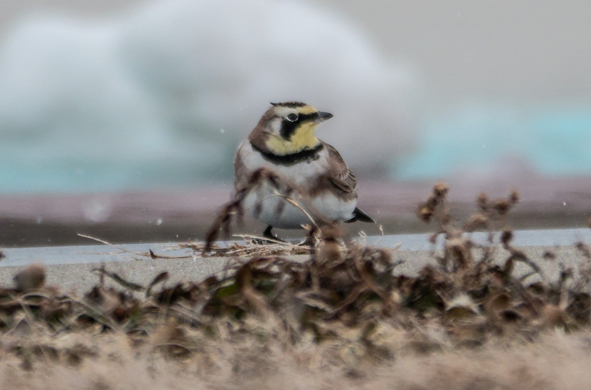 Alouette hausse-col - ML650702440