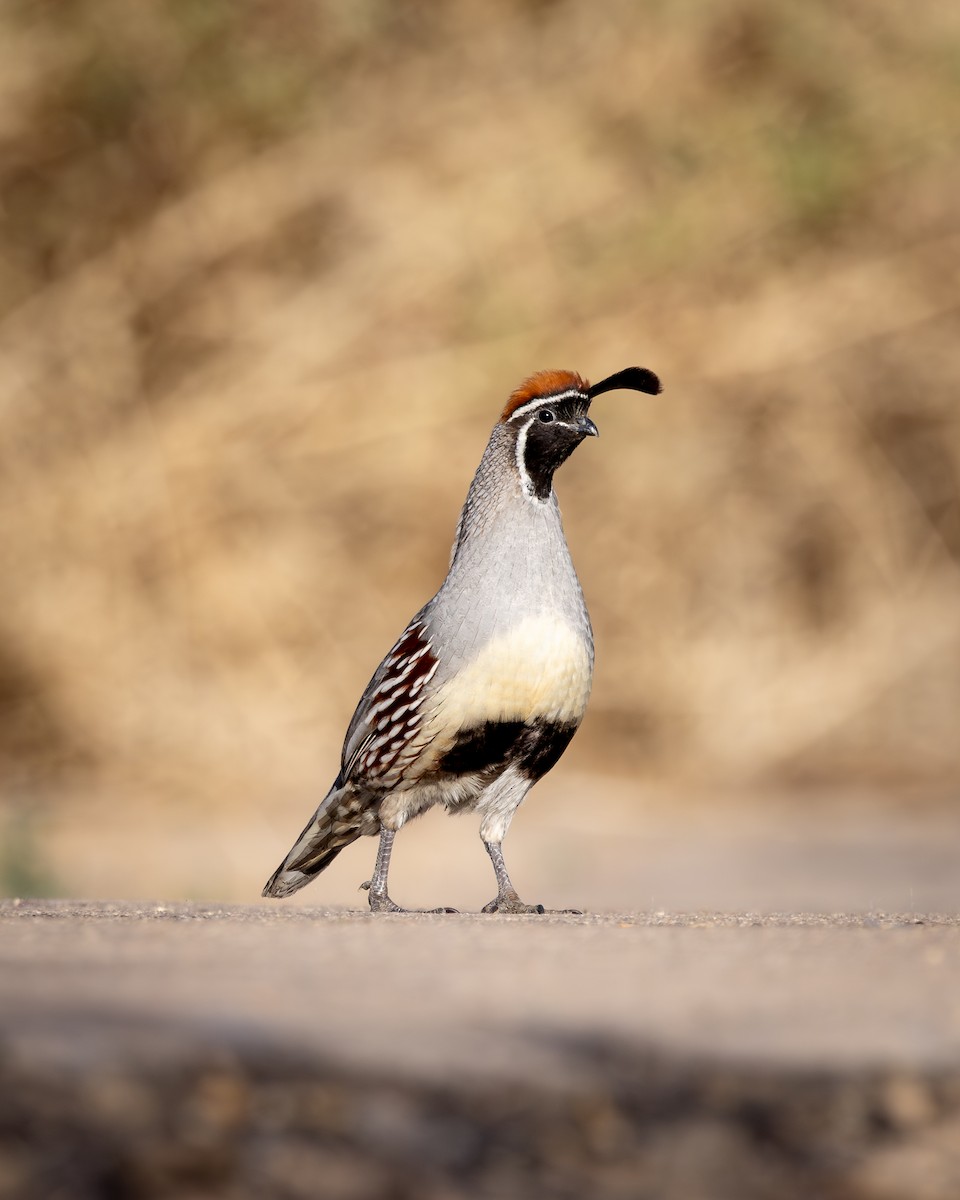 Gambel's Quail - ML650702569