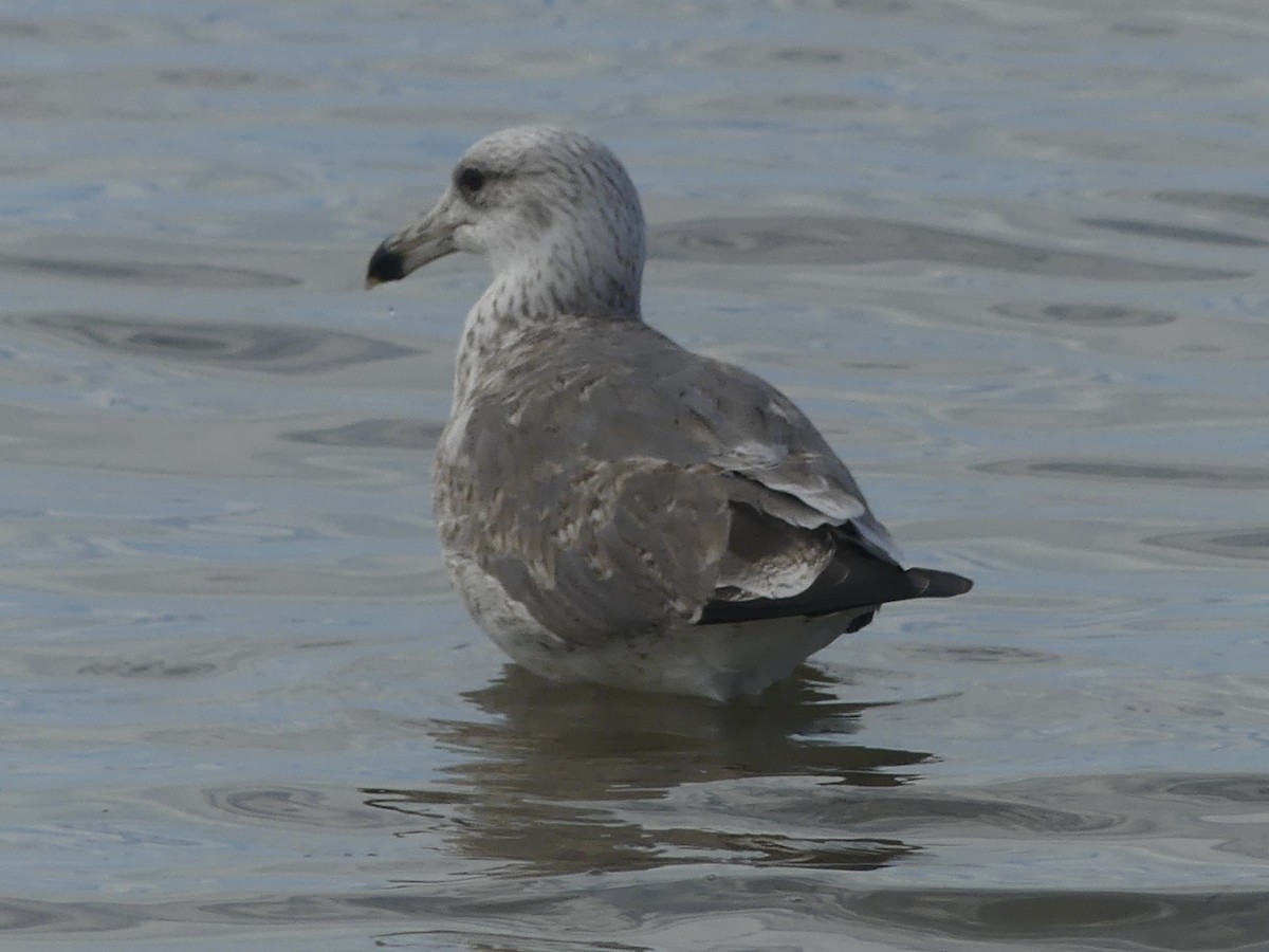 Larinae sp. - ML650702626