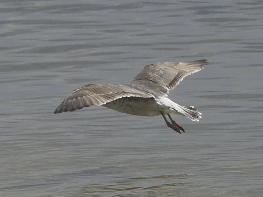 Larinae sp. - ML650702627