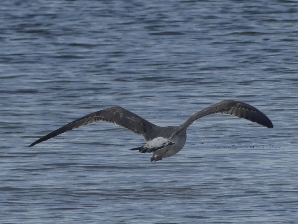 Larinae sp. - ML650702628