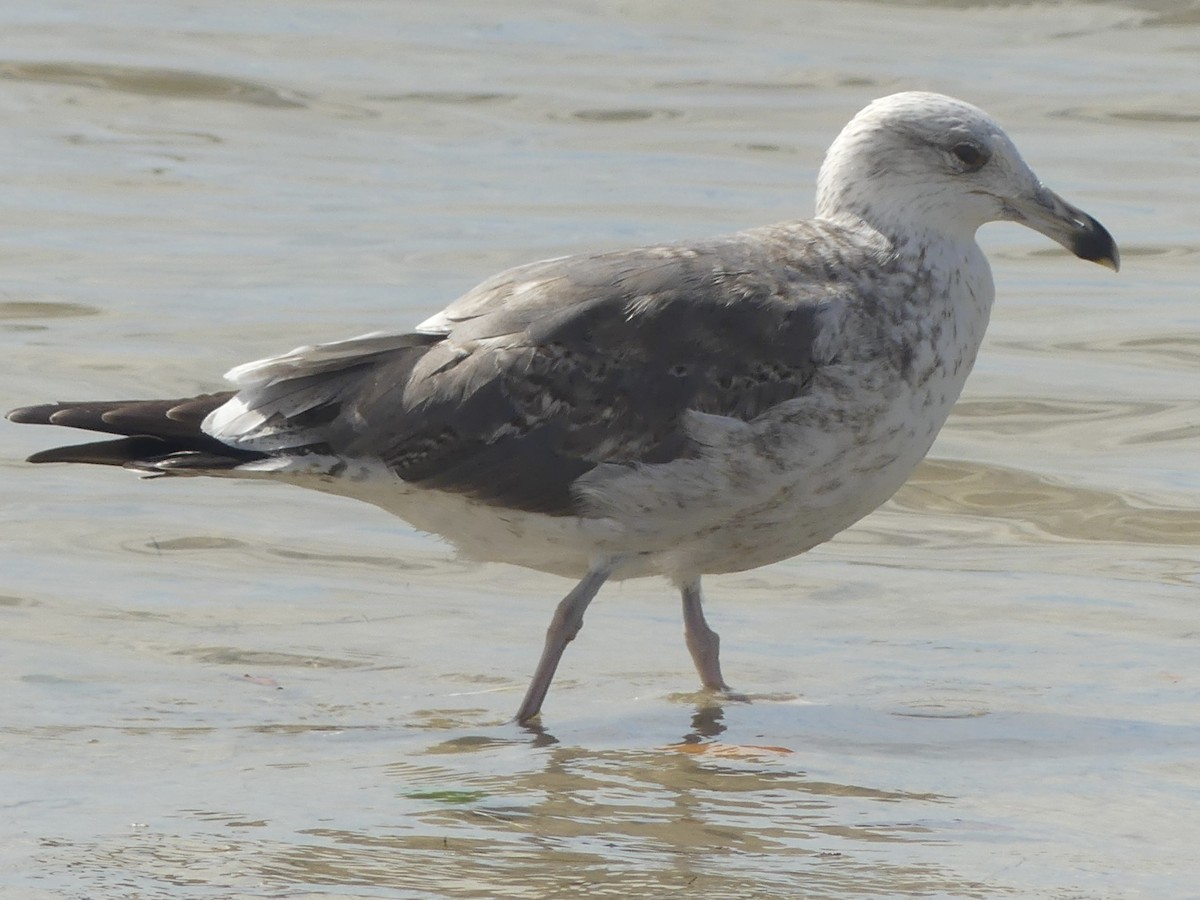 Larinae sp. - ML650702629