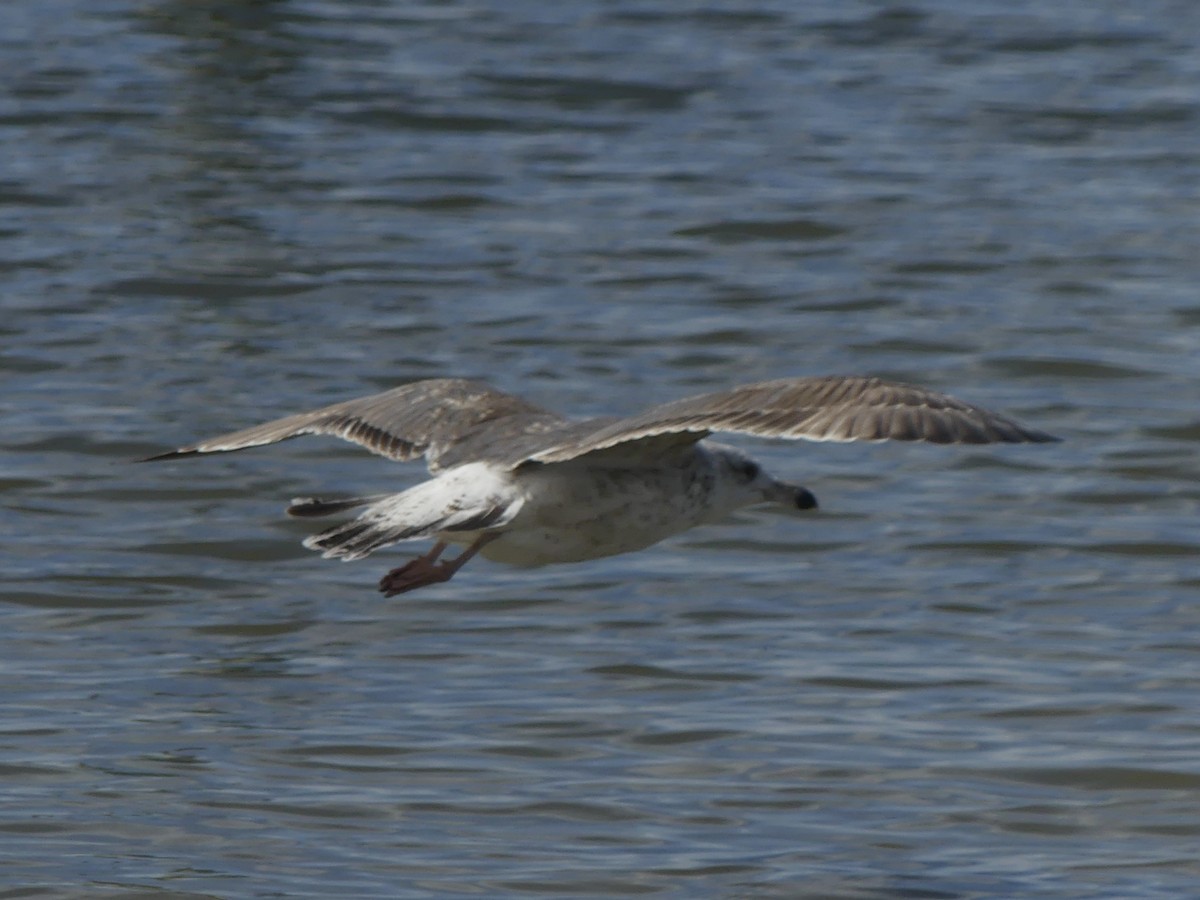 Larinae sp. - ML650702630