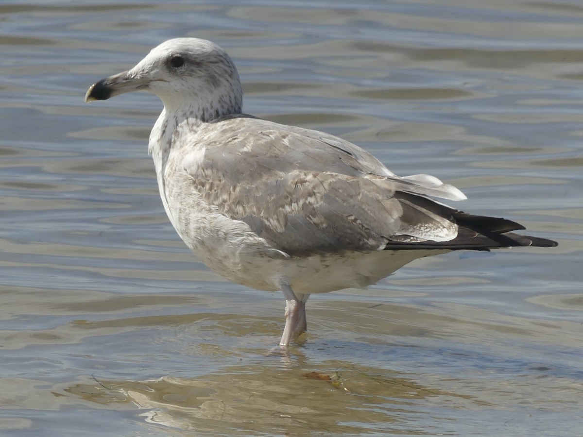 Larinae sp. - ML650702631