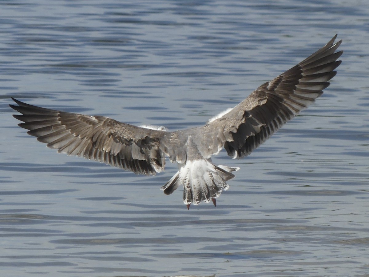 Larinae sp. - ML650702632