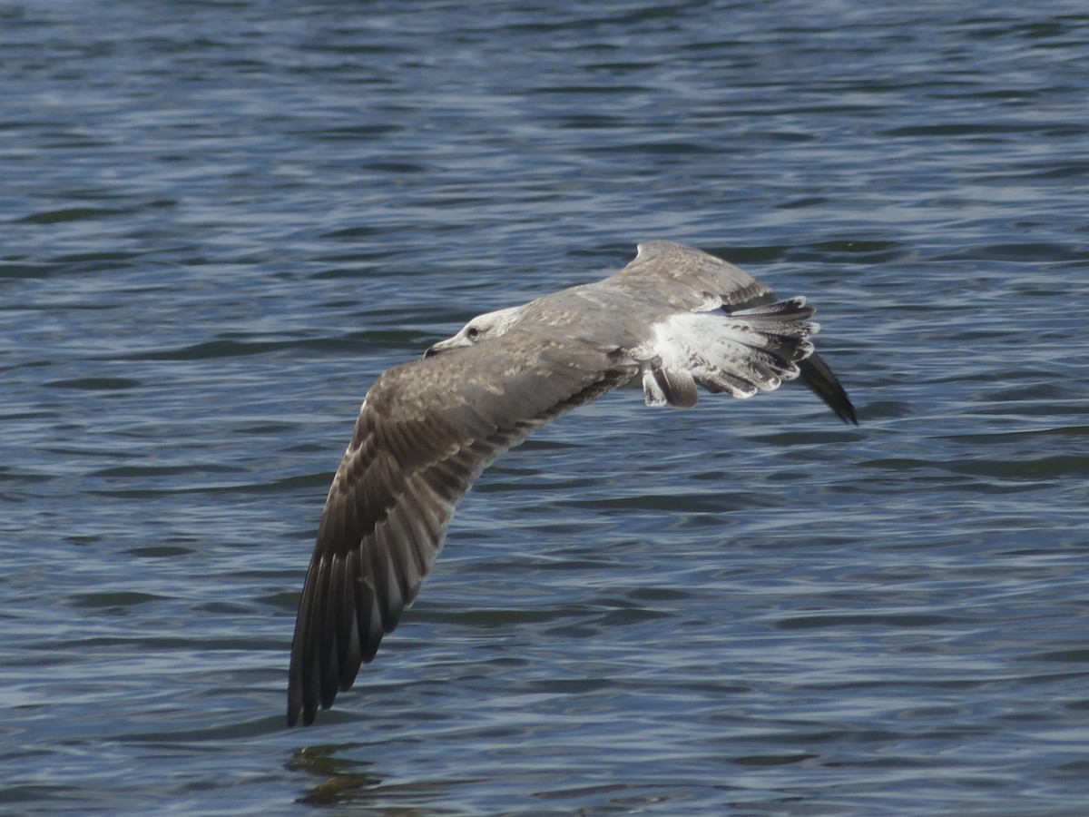 Larinae sp. - ML650702633