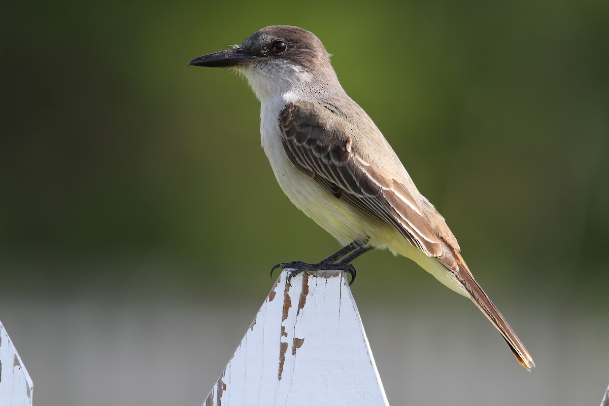 Loggerhead Kingbird - ML65070281