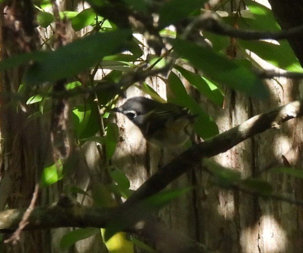 Blue-headed Vireo - ML650703471