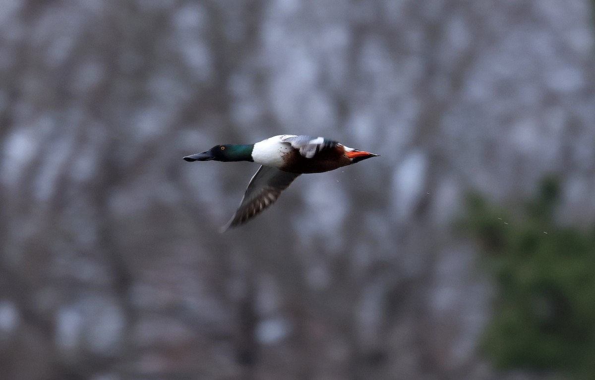 Mestolone - ML650703679