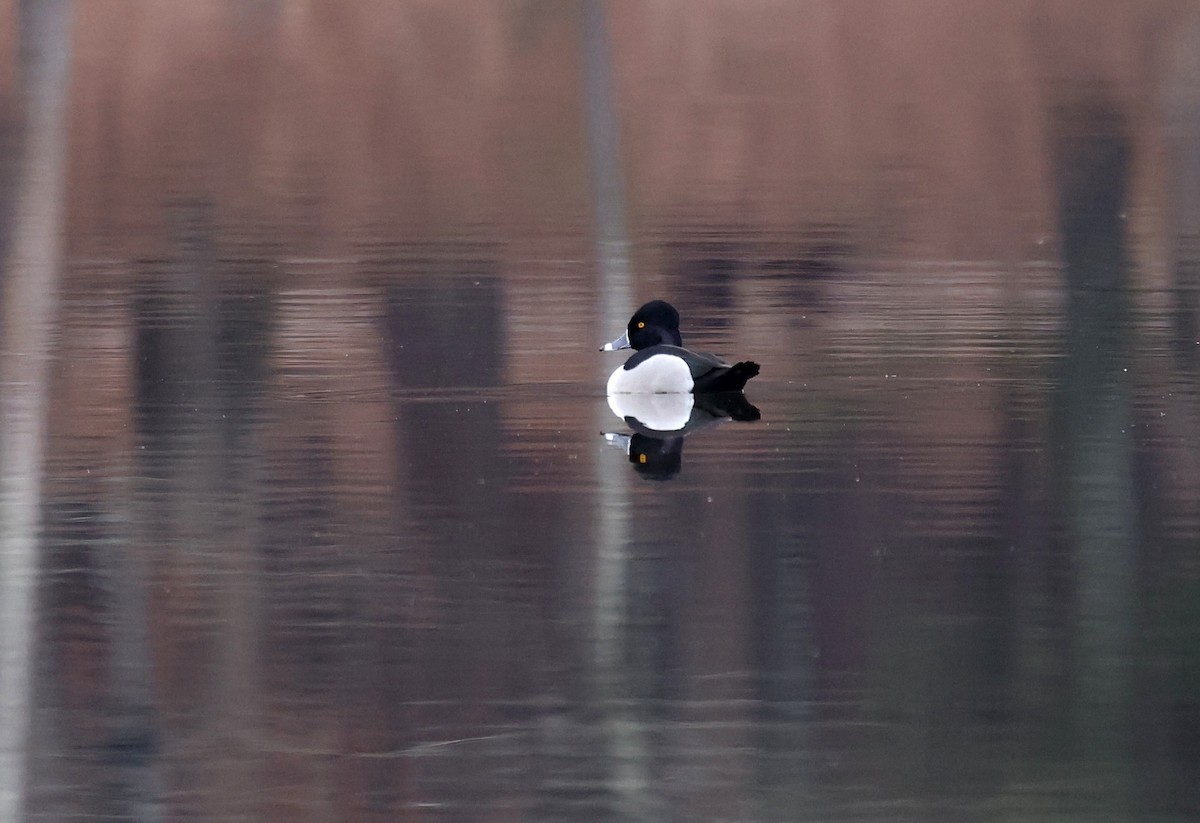 Moretta dal collare - ML650703682