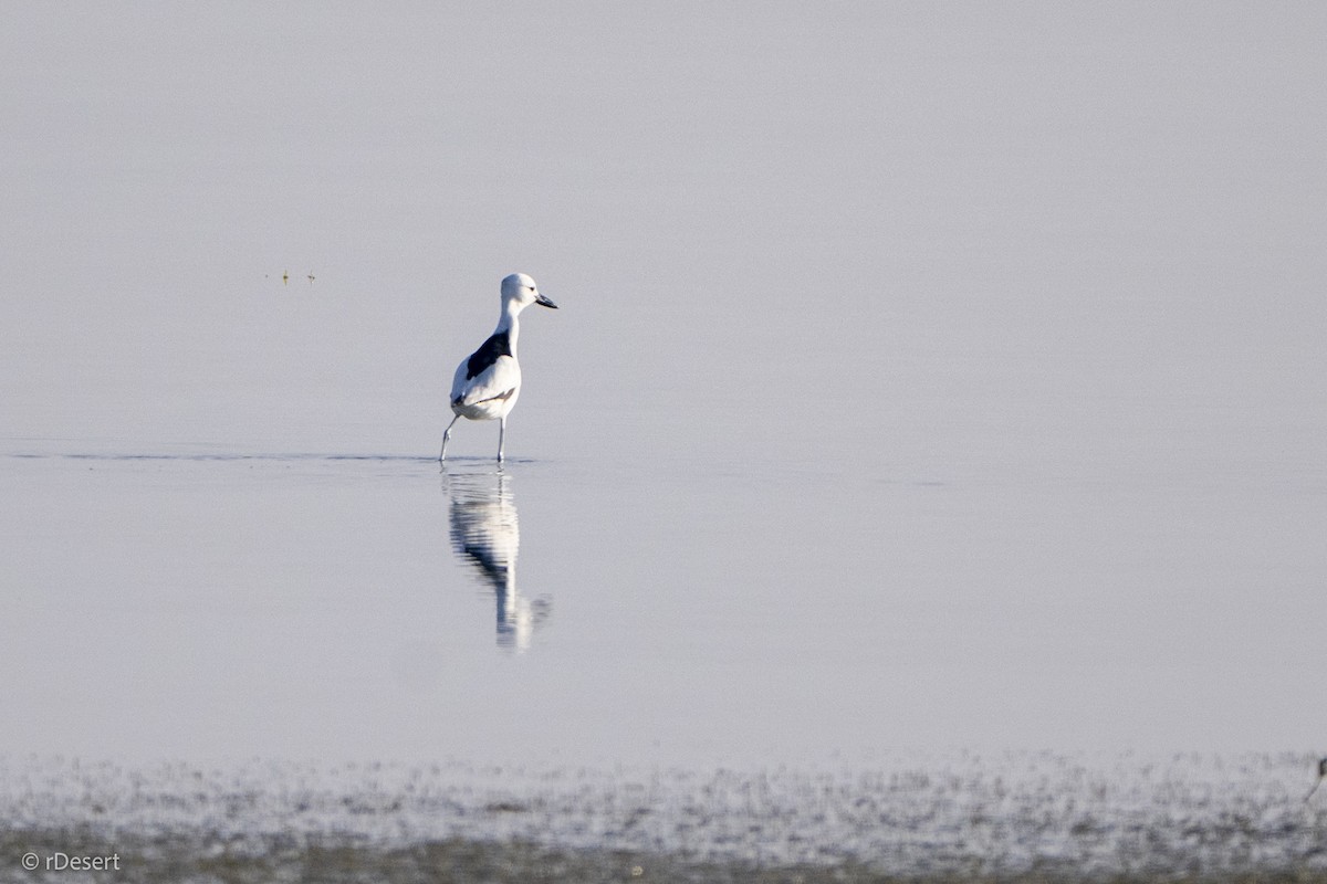 Crab-Plover - ML650703685