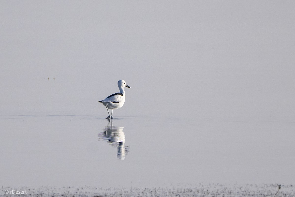 Crab-Plover - ML650703686